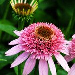 Echinacea purpurea Цвят