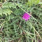 Cirsium acaule Liść