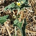 Ecballium elaterium Habit
