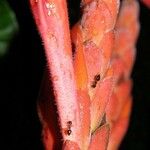 Aphelandra golfodulcensis 树皮