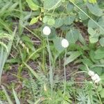 Anemone multifida Flower