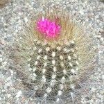 Eriosyce villosa Blüte