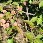 Viburnum prunifoliumПлод