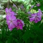 Phlox drummondii Flower
