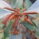 Rhododendron apoanum Květ