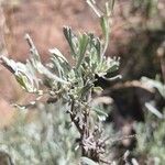 Artemisia tridentata ഇല