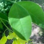 Laburnum anagyroides 葉