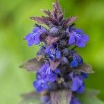 Ajuga genevensisKwiat