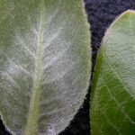 Salix daltoniana Frunză