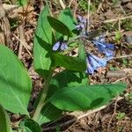 Mertensia virginicaخشب