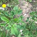 Medicago scutellata Hoja