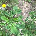 Medicago scutellata Blad