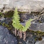 Dryopteris villarii Hàbitat