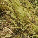Agrostis stolonifera Plante entière