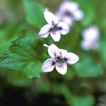 Viola rostrata Flower