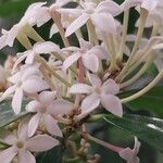 Acokanthera oppositifolia Flower