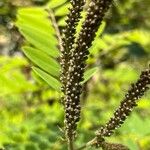 Amorpha fruticosa Fruit
