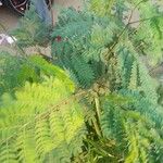 Leucaena leucocephalaBlad