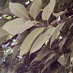 Quercus myrsinifolia Leaf