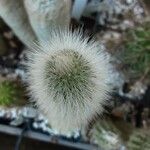 Cleistocactus hyalacanthus Liść