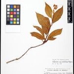 Solanum rufistellatum Otro