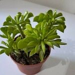 Peperomia dolabriformis Liść