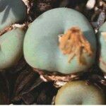 Conophytum minutum 葉