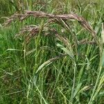 Calamagrostis canescens পাতা