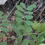 Coronilla globosa Leaf