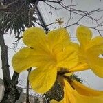 Handroanthus chrysanthus Květ