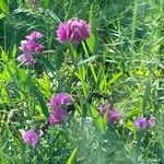 Lathyrus heterophyllus Flower