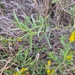 Crotalaria deserticola Blatt