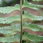 Asplenium erectum Φύλλο