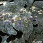 Campanula sibirica Blüte