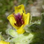 Verbascum boerhavii Virág