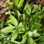 Panax trifolius Leaf