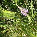 Dactylorhiza fuchsii Hoja