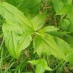 Eupatorium cannabinumLeaf