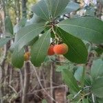 Arbutus unedo Frukto