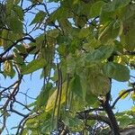 Catalpa ovata ഫലം