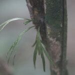 Pleopeltis desvauxii Kôra