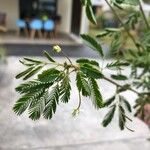 Desmanthus virgatus Leaf