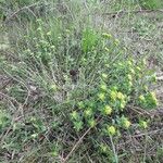 Euphorbia verrucosa Habit