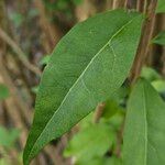 Ligustrum ovalifolium Blatt