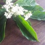 Ehretia macrophylla Flower