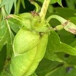 Paeonia delavayi Fruit