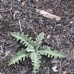 Verbascum undulatum Leaf