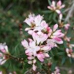 Rhododendron pubescens Flor