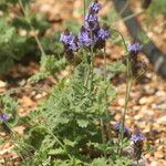 Lavandula aristibracteata Fiore