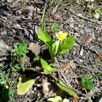 Ranunculus ophioglossifolius Hábito